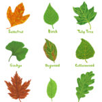 Rookie Saturday Printable Leaf Identification Guide