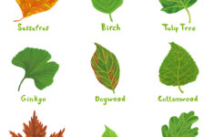 Rookie Saturday Printable Leaf Identification Guide