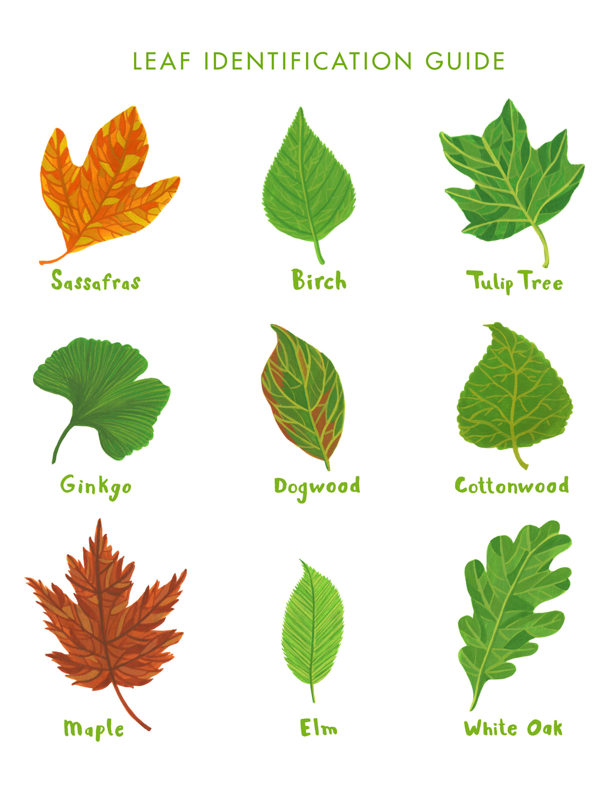 Printable Leaf Identification Chart Printable Leaves