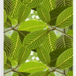 Safari Leaf Art Prints SurfaceView