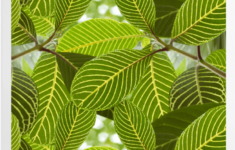 Safari Leaf Art Prints SurfaceView