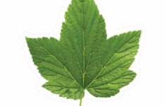 Schoolgirl Style Green Leaf Bulletin Board Cutouts Schoolgirl Style