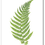 Set Of 6 Botanical Fern Prints Green Fern Art Botanical Etsy