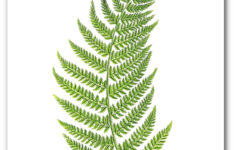 Set Of 6 Botanical Fern Prints Green Fern Art Botanical Etsy