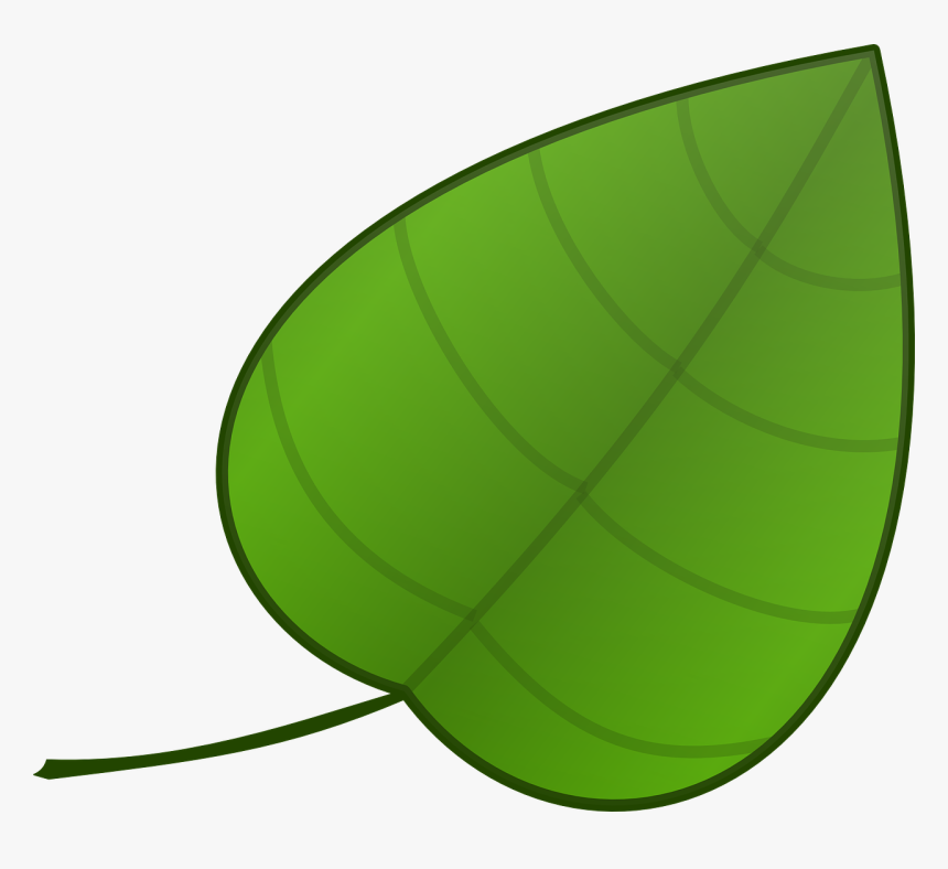 Simple Green Leaf Template HD Png Download Transparent Png Image 