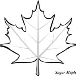 Sugar Maple Leaf Picture Coloring Page Kids Play Color MapleLeaves