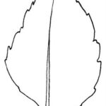 Sunflower Leaf Template ClipArt Best