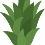 Sweet And Delicious Pineapple Leaves Royalty Free Vector