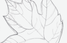 The Best Free Observational Drawing Images Download From 111 Free