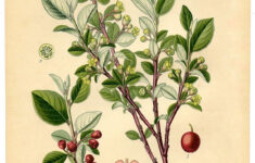 The Graphics Fairy Vintage Images DIY Tutorials Craft Projects