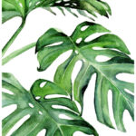 Tropical Leaf Art Ubicaciondepersonas Cdmx Gob Mx
