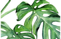 Tropical Leaf Art Ubicaciondepersonas cdmx gob mx