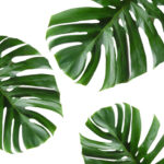 Tropical Leaf Printable Art Monstera Leaves Tropical Leaves