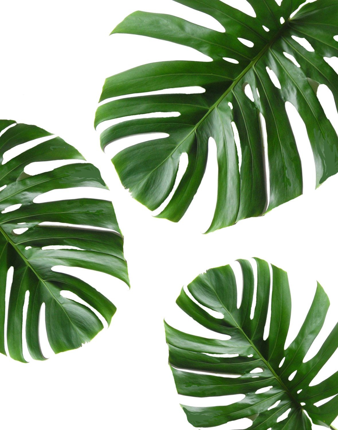 Tropical Leaf Printable Art Monstera Leaves Tropical Leaves 
