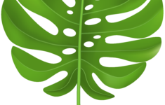 Tropical Leaves Clipart 212 Leaf Stencil Leaf Drawing Tropical Leaves