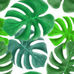 Tropical Leaves Pattern Free Stock Photo Public Domain Pictures