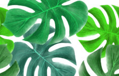 Tropical Leaves Pattern Free Stock Photo Public Domain Pictures