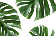 Wall Art Canvas Painting Green Wall Decor Plant Wallpaper