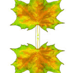 Yellowing Autumn Maple Leaf Decoration Rooftop Post Printables