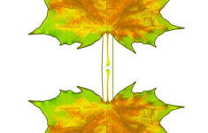 Yellowing Autumn Maple Leaf Decoration Rooftop Post Printables