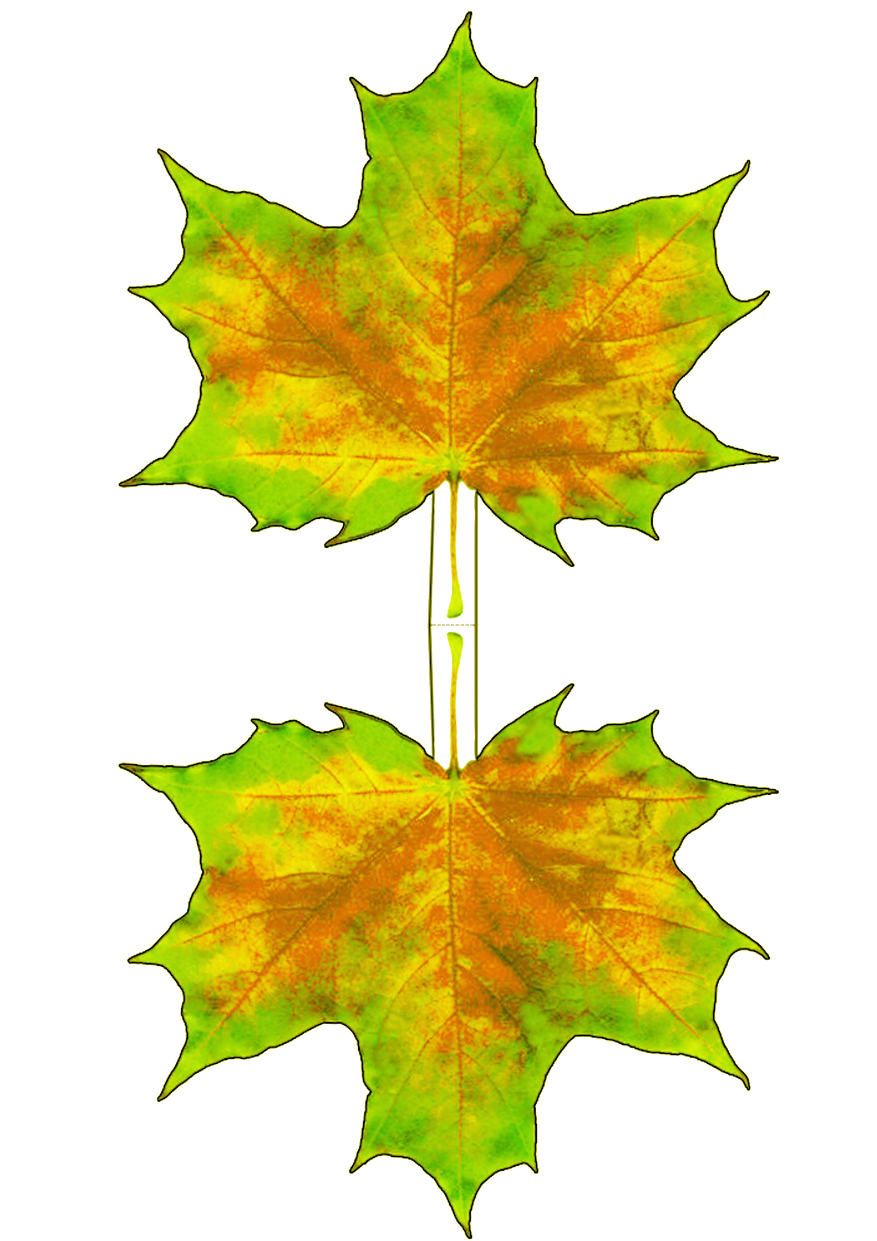 Yellowing Autumn Maple Leaf Decoration Rooftop Post Printables