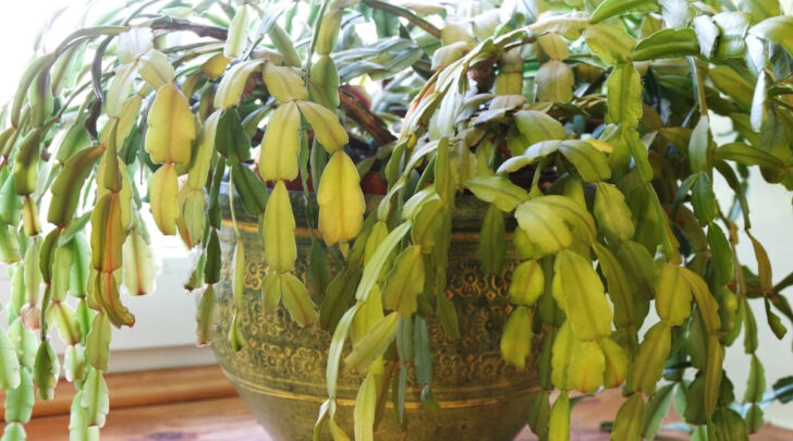 Yellow Leaves on Christmas Cactus