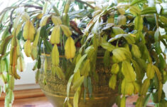 11 Reasons Your Christmas Cactus Is Turning Yellow in Christmas Cactus Leaves Turning Yellow