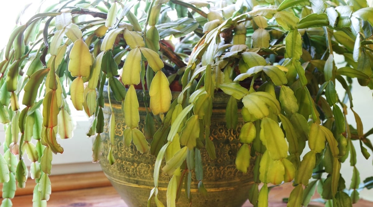 11 Reasons Your Christmas Cactus Is Turning Yellow in Christmas Cactus Leaves Turning Yellow