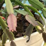 3 Secrets To Getting Christmas Cactus To Bloom + Care Tips Regarding Christmas Cactus New Leaves