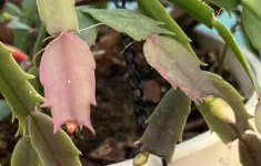 3 Secrets To Getting Christmas Cactus To Bloom + Care Tips regarding Christmas Cactus New Leaves