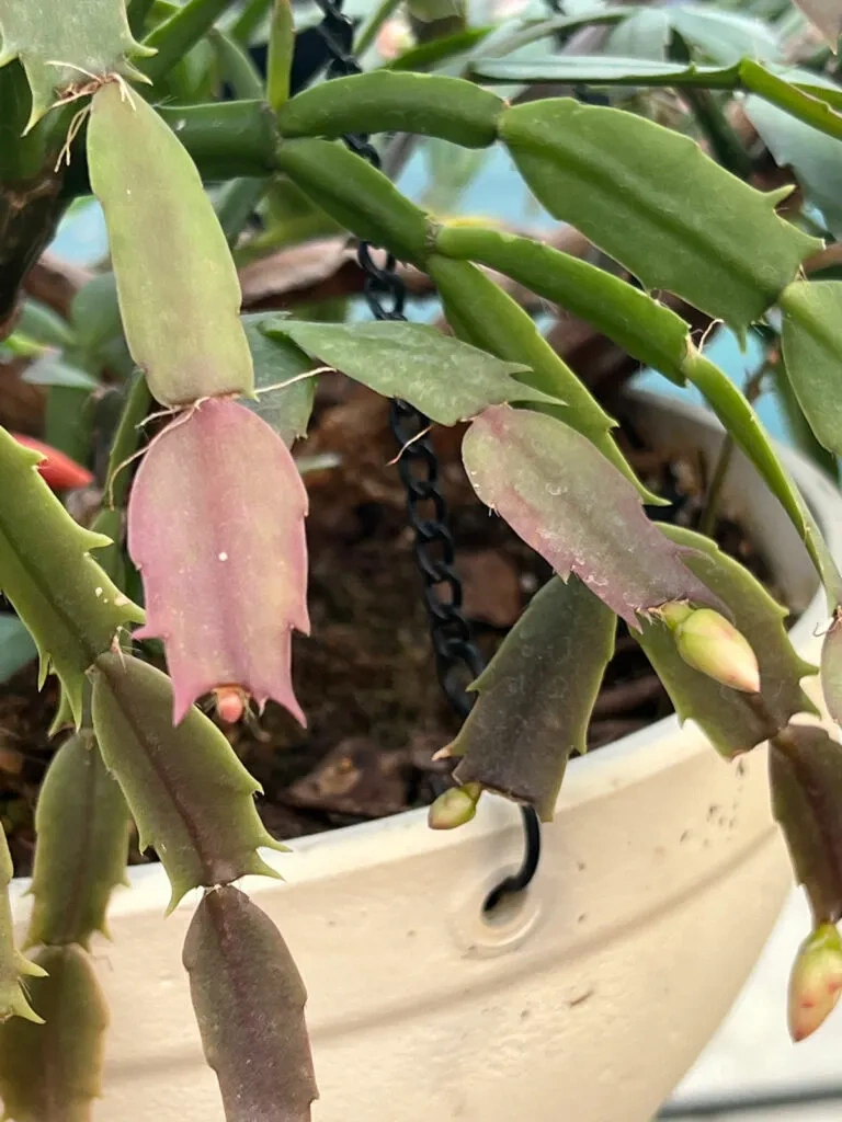 3 Secrets To Getting Christmas Cactus To Bloom + Care Tips regarding Christmas Cactus New Leaves