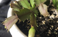 5 Most Common Problems With Christmas Cactus And How To Fix Them - within Christmas Cactus Leaves Curling