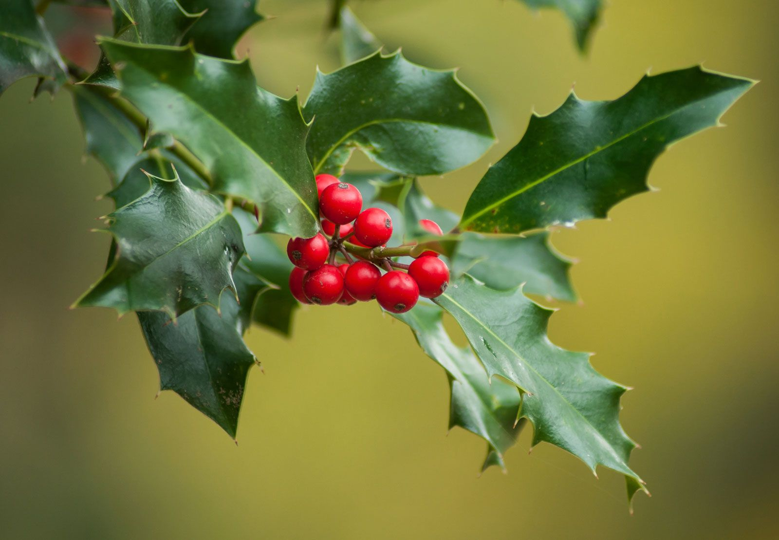 8 Jolly Christmas Plants | Britannica for Christmas Green Leaves