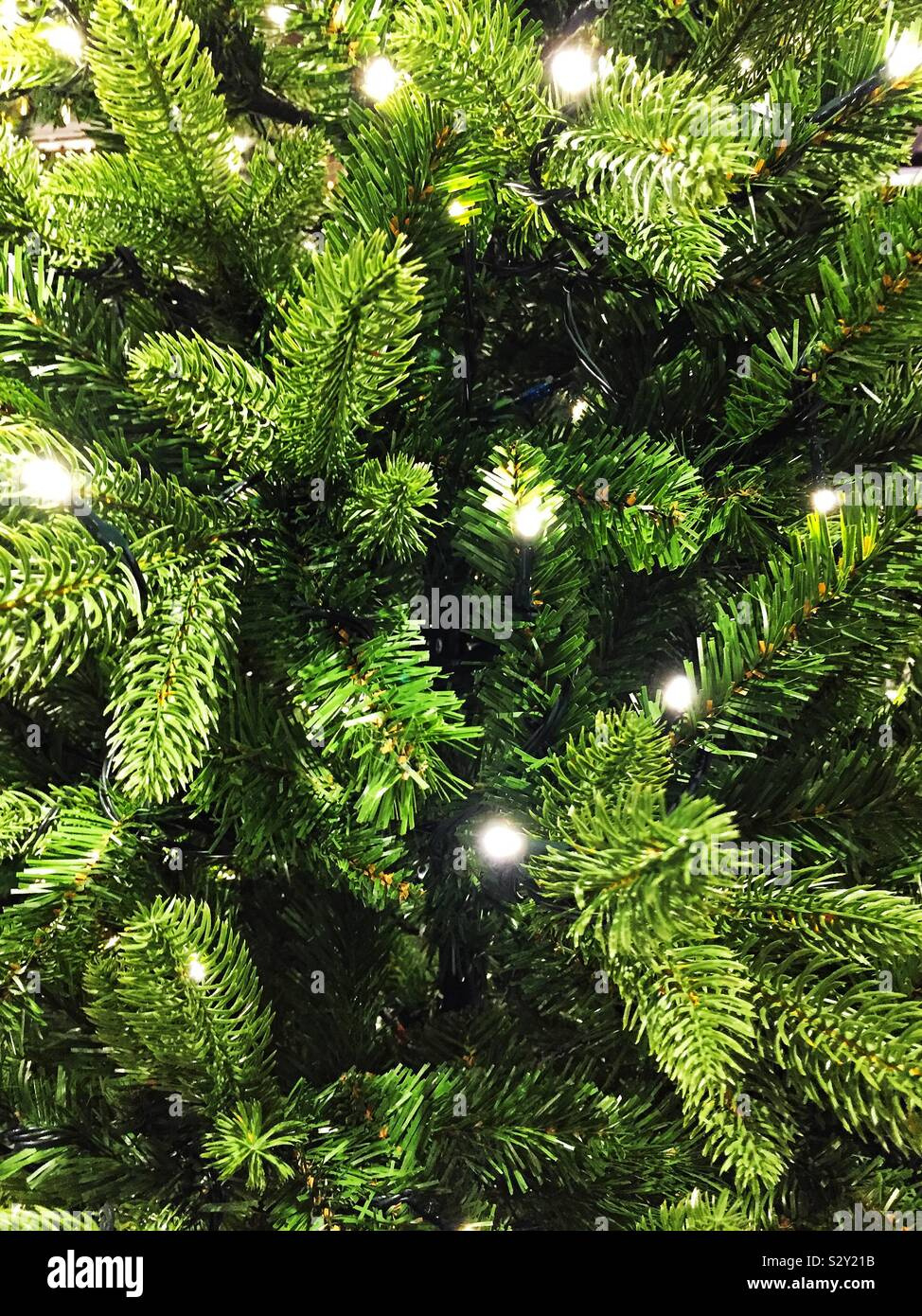 A Christmas Background Of The Green Leaves Of An Xmas Tree With pertaining to Leaves of a Christmas Tree