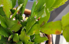 Blisters On Christmas Cactus Leaves Causedoverwatering regarding Christmas Cactus Spots on Leaves