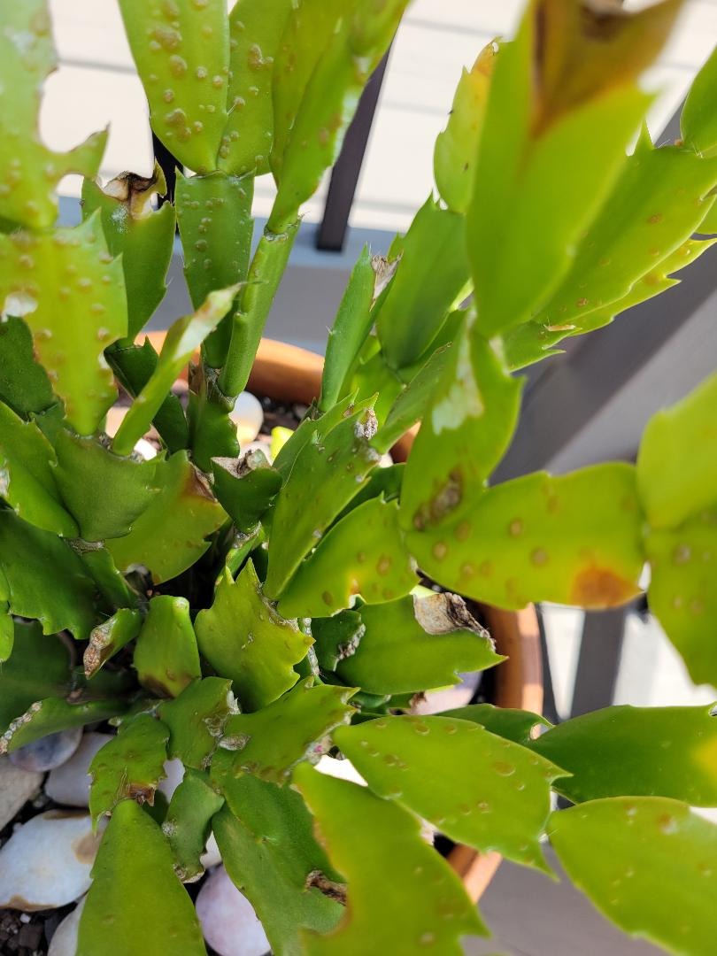 Blisters On Christmas Cactus Leaves Causedoverwatering regarding Christmas Cactus Spots on Leaves