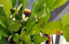 Blisters On Christmas Cactus Leaves Causedoverwatering within Spots on Christmas Cactus Leaves
