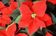Buy Poinsettia Red | Peppyflora® throughout Christmas Plant Red Leaves