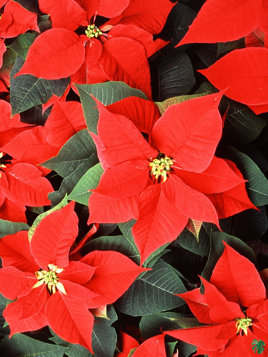 Buy Poinsettia Red | Peppyflora® throughout Christmas Plant Red Leaves