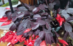 Can Anyone Tell Me Why My Thanksgiving Cactus Is Red? : R/Plantclinic pertaining to Christmas Cactus With Red Leaves