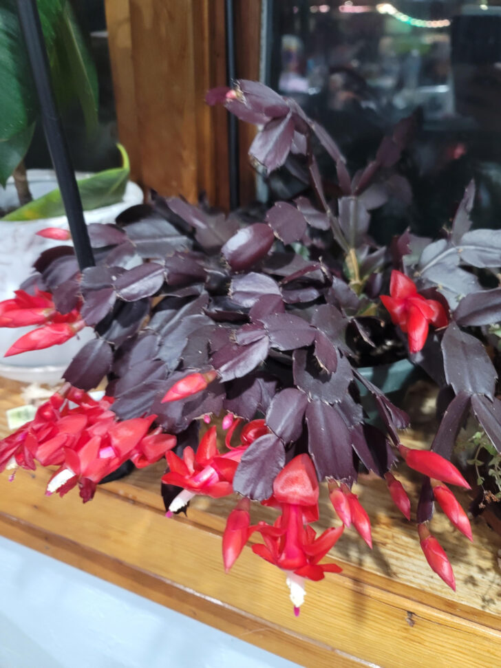 Christmas Cactus With Red Leaves