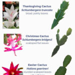 Can Someone Please Tell Me If I Actually (Finally) Have A For Christmas Cactus Thanksgiving Cactus Easter Cactus Leaves