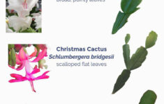 Can Someone Please Tell Me If I Actually (Finally) Have A for Christmas Cactus Thanksgiving Cactus Easter Cactus Leaves