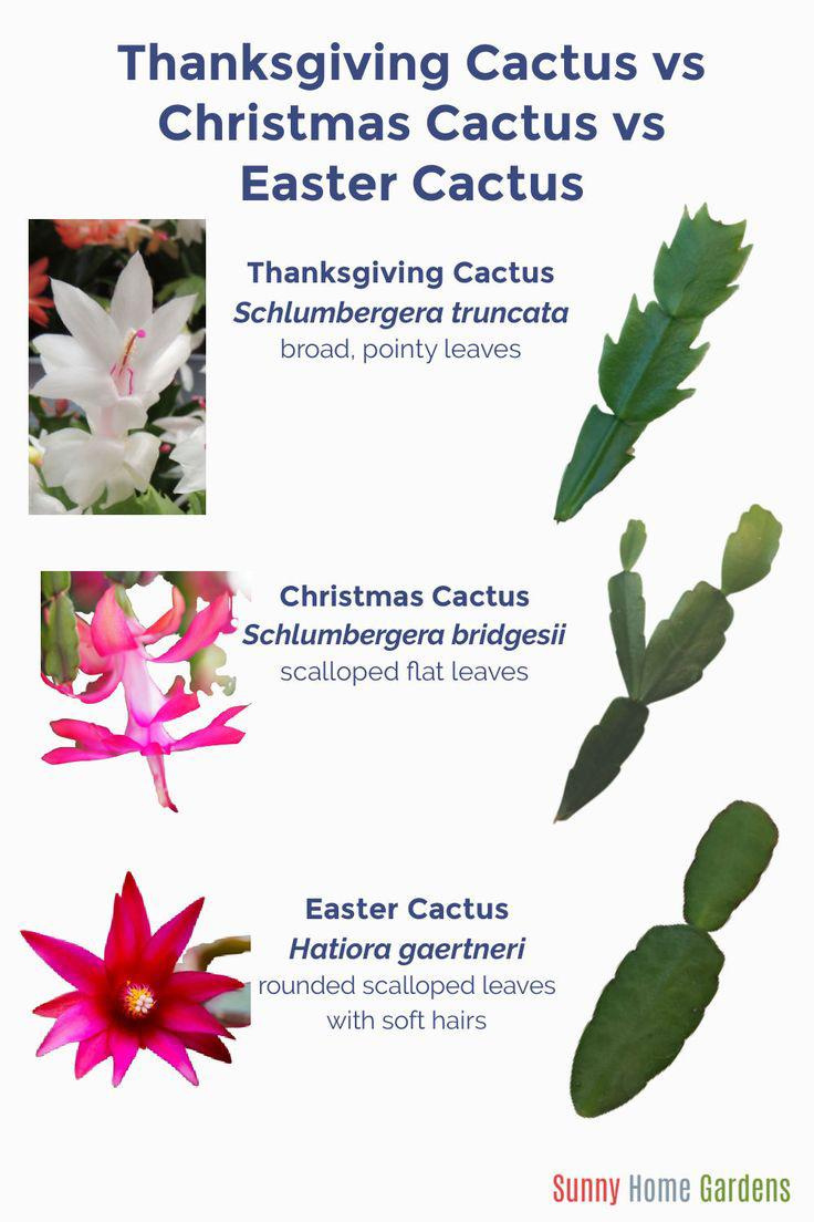 Can Someone Please Tell Me If I Actually (Finally) Have A for Christmas Cactus Thanksgiving Cactus Easter Cactus Leaves