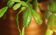 Caring For Christmas Cactus With Yellow Leaves - Reasons For with Yellow Leaves on Christmas Cactus