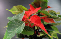 Caring For Your Christmas Plants: Poinsettias - Phoenix Landscape with regard to Christmas Plant Red Leaves