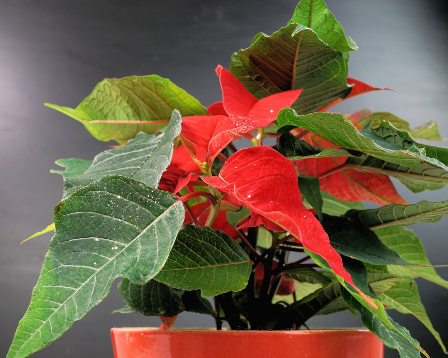 Caring For Your Christmas Plants: Poinsettias - Phoenix Landscape with regard to Christmas Plant Red Leaves