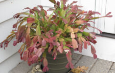 Changing A Thanksgiving Cactus Into A Christmas Cactus – A pertaining to Christmas Cactus Red Leaves
