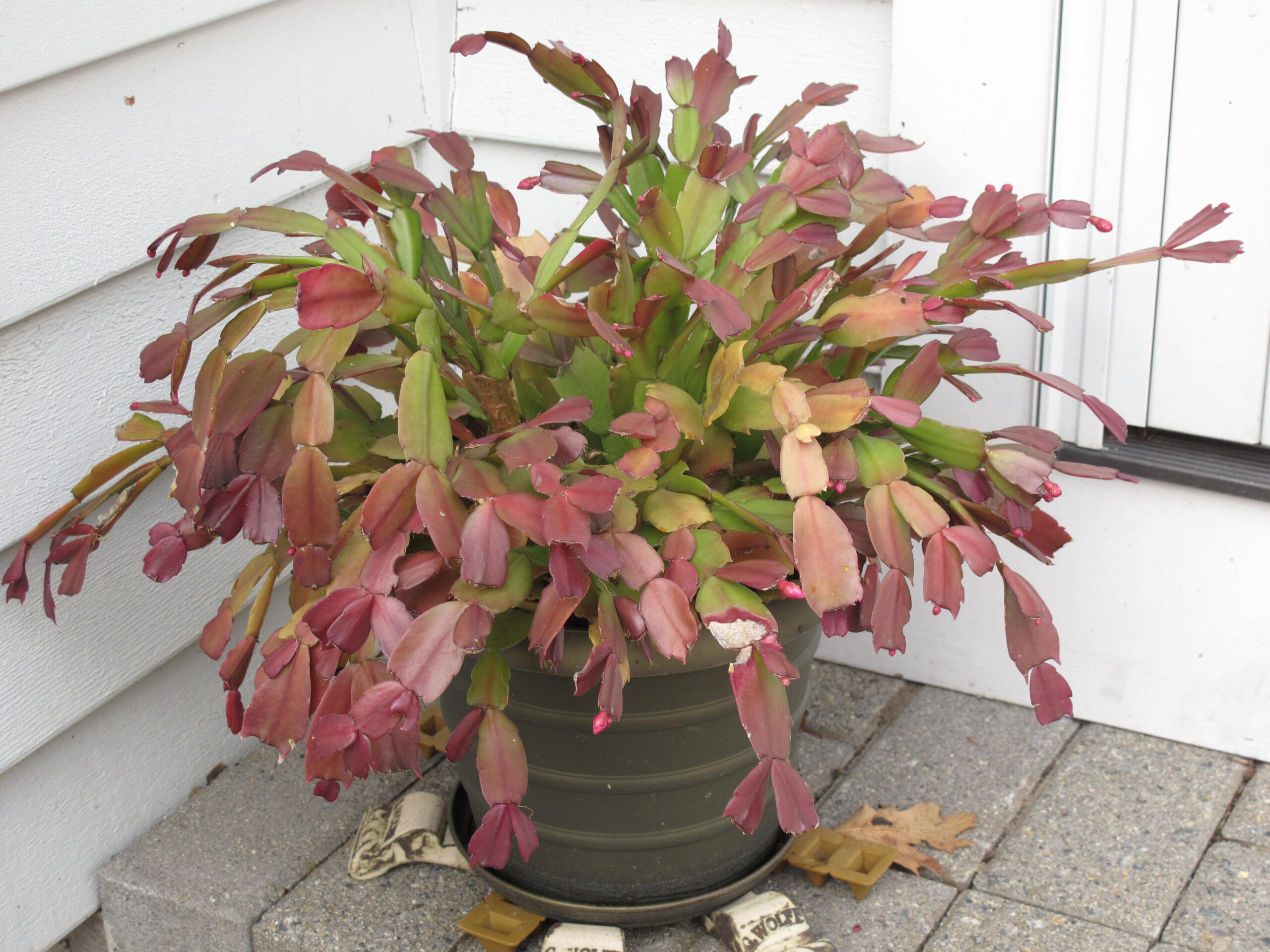 Changing A Thanksgiving Cactus Into A Christmas Cactus – A regarding Red Leaves Christmas Cactus