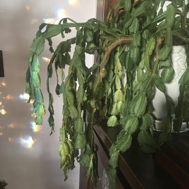 Christmas Cactus Leaves Wrinkled